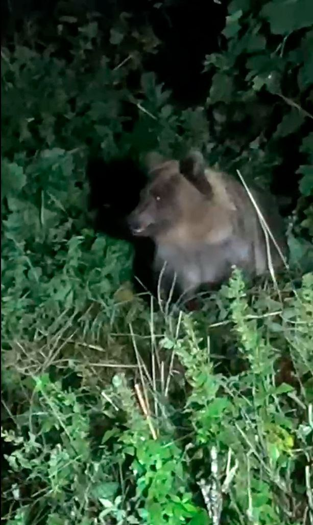 Фото: телеграм-канале «Каждой твари по паре»