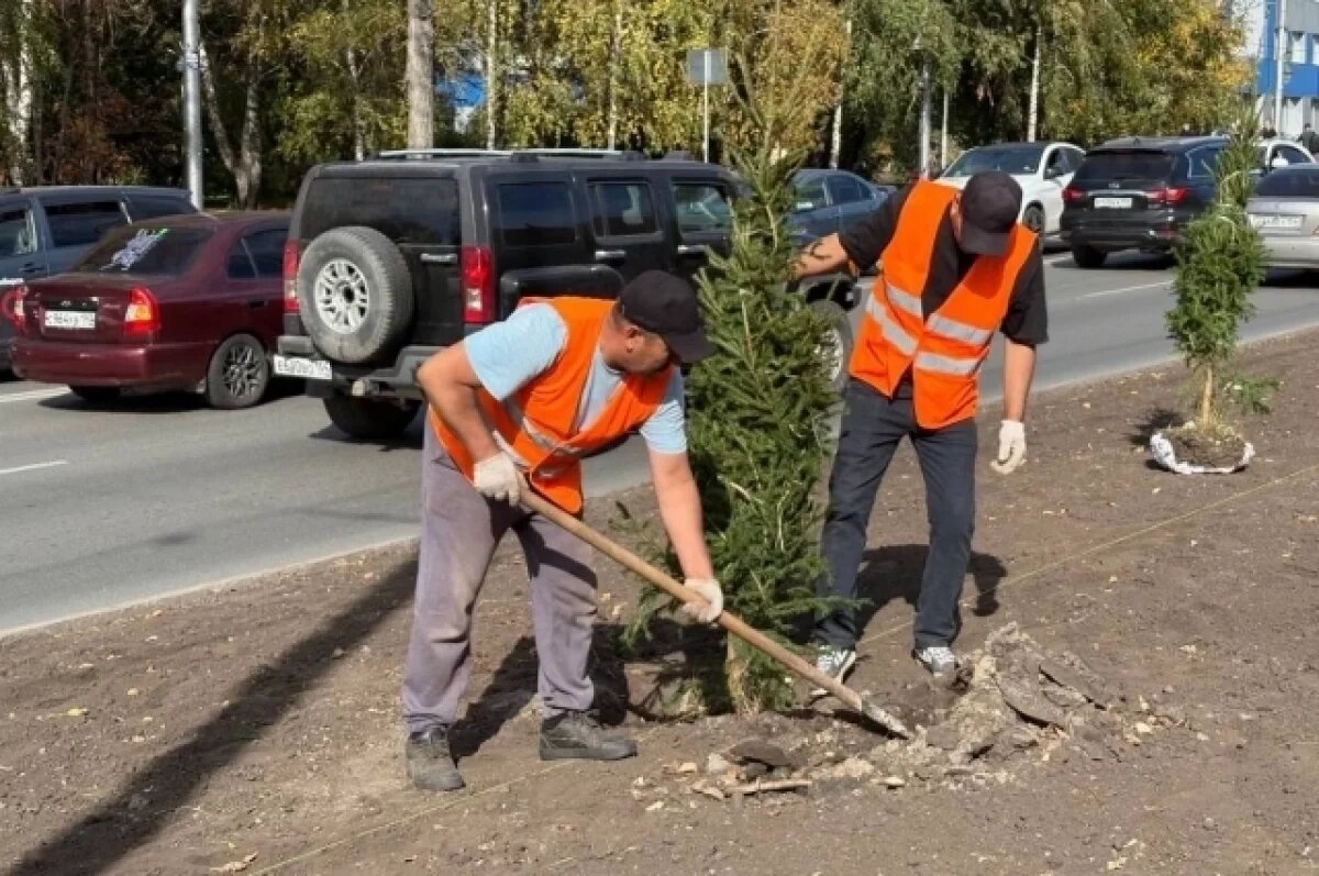    В Октябрьском районе Новосибирска высадят 744 новых дерева