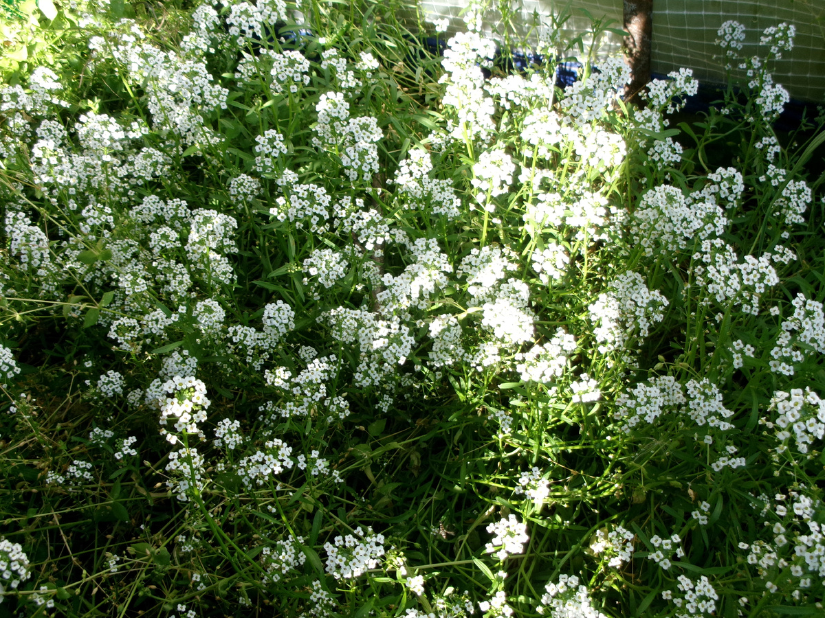 фото автора   алиссум