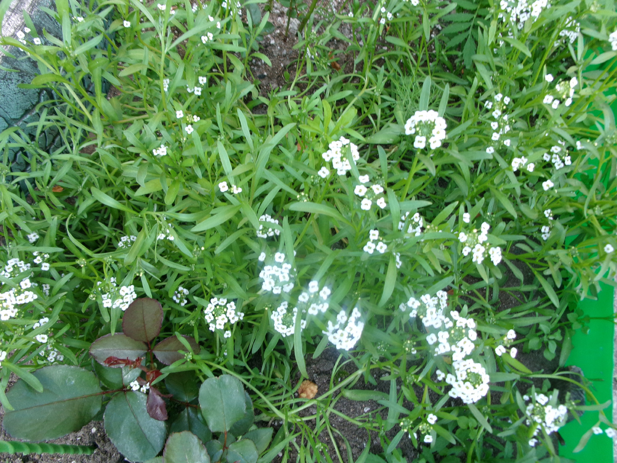 фото автора  алиссум и розы