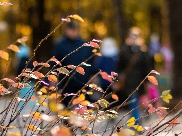     Фото: t.me/parkikrasnogorska_official