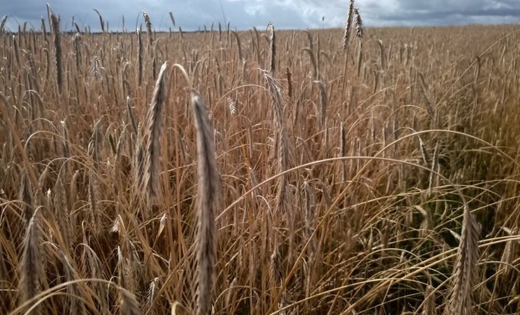    Фото: Служба по работе со средствами массовой информации филиала ФГБУ «Россельхозцентр» по Ленинградской, Мурманской областям и Республике Карелия