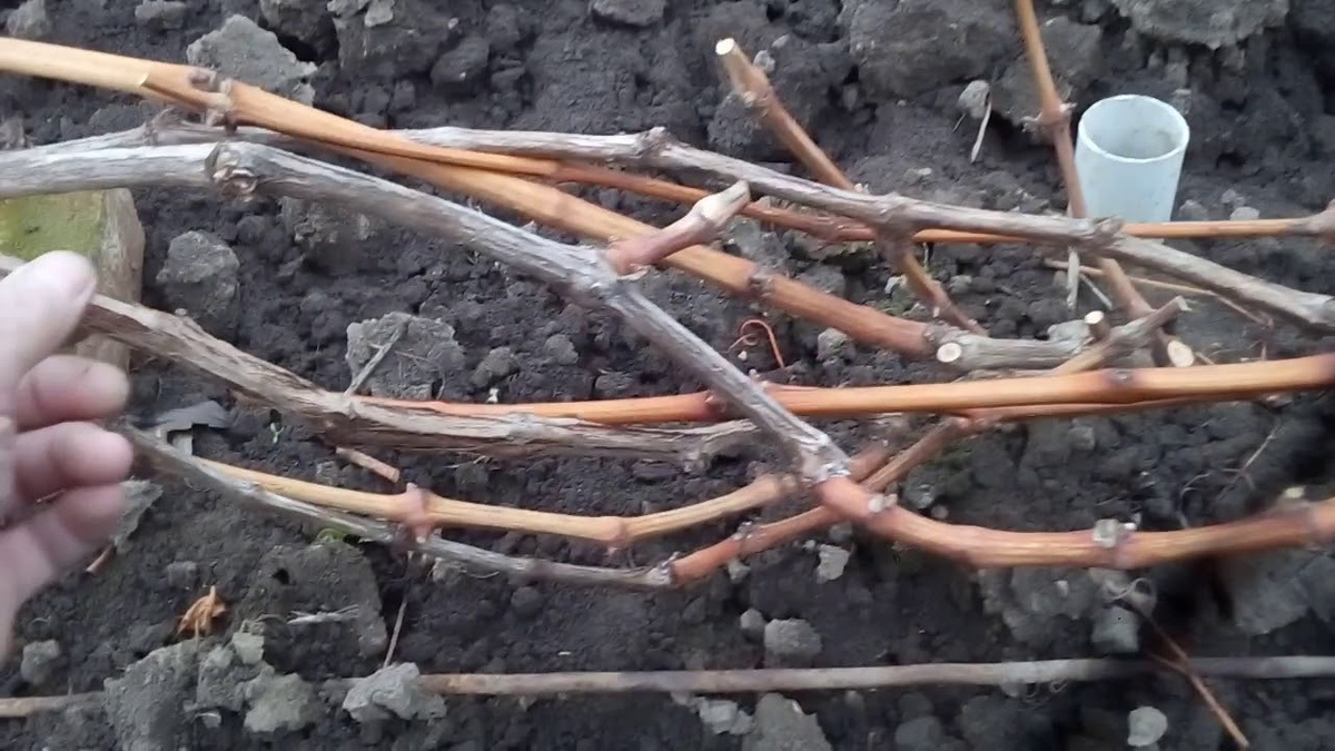 Вызревшая лоза винограда