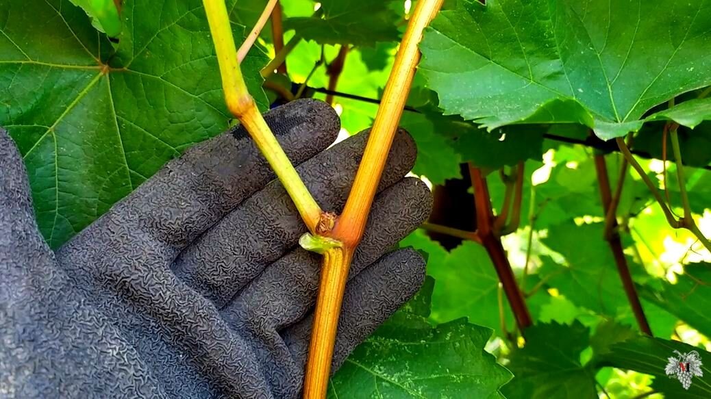 Лоза винограда не вызрела