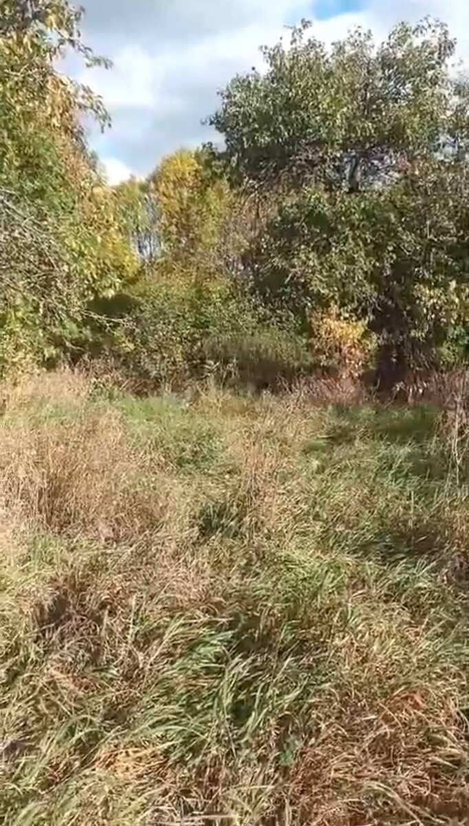 Деревья, кусты и где-то здесь вопль... Где найти? Фото из архива автора