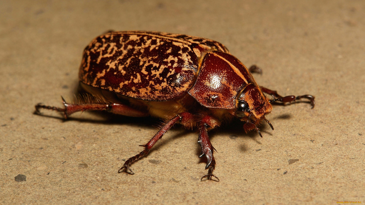 Фото с сайта: https://artfile.me/download/zhivotnye-nasekomye-zhuk-1193596/1920x1080