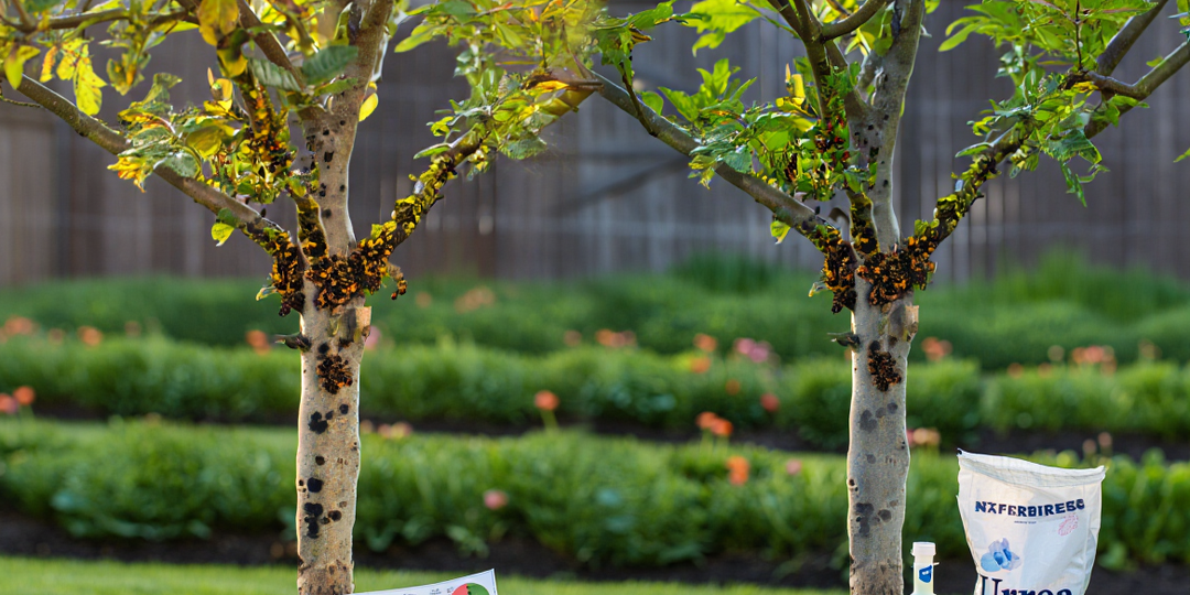 КУПОРОС + МОЧЕВИНА: Самая мощная искореняющая обработка сада. Главное — НЕ пропустить правильный срок осенью!