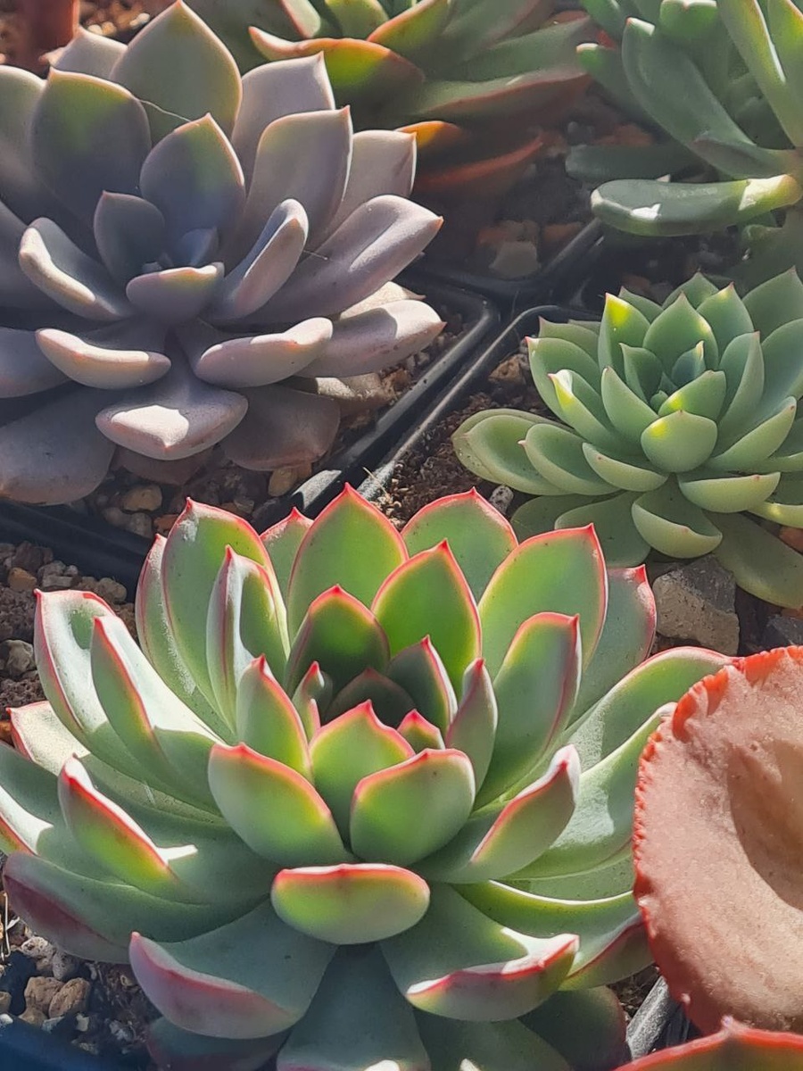 Echeveria Apus. Sunny kid | Succulent