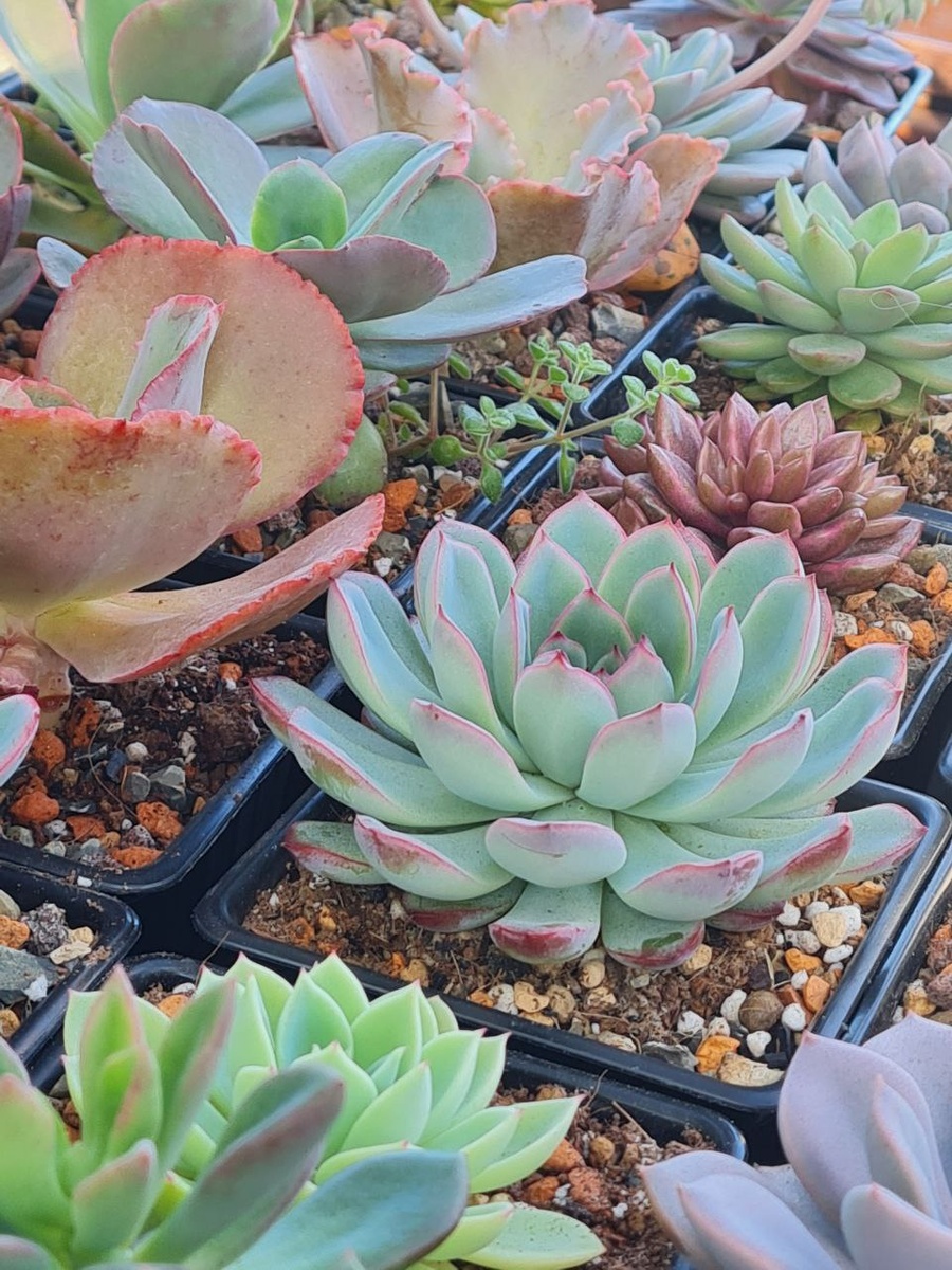 Echeveria Apus. Sunny kid | Succulent