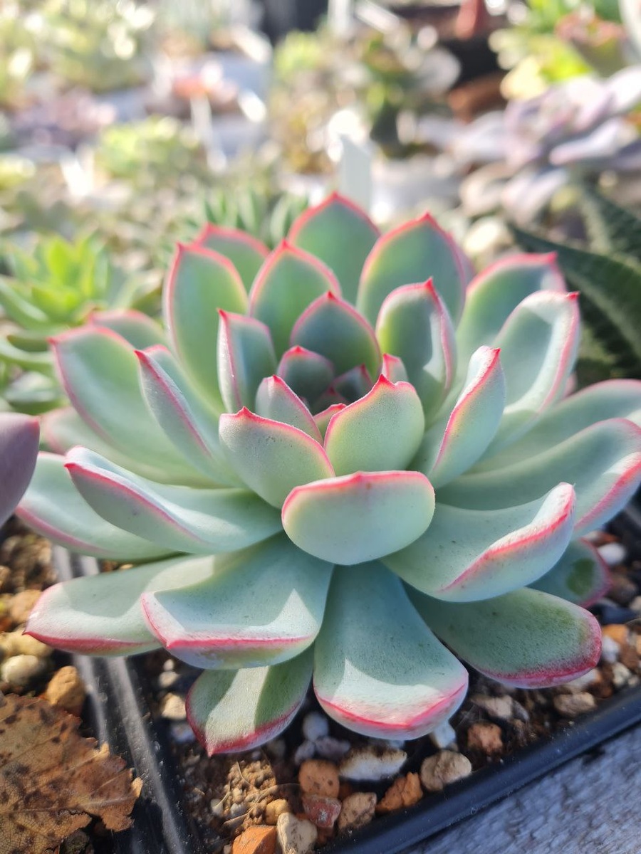 Эхеверия Apus Sunny kid | Succulent