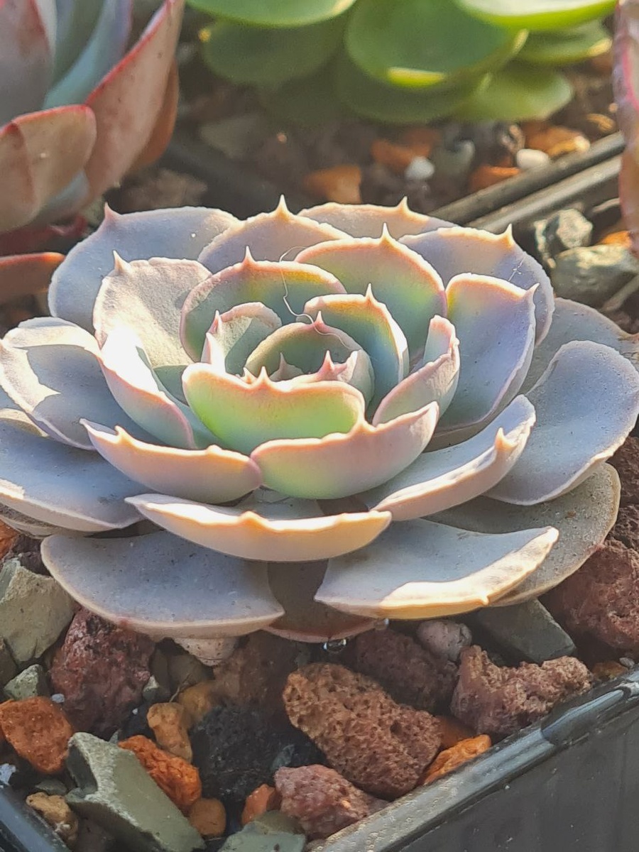 Echeveria Shaviana. Sunny kid | Succulent