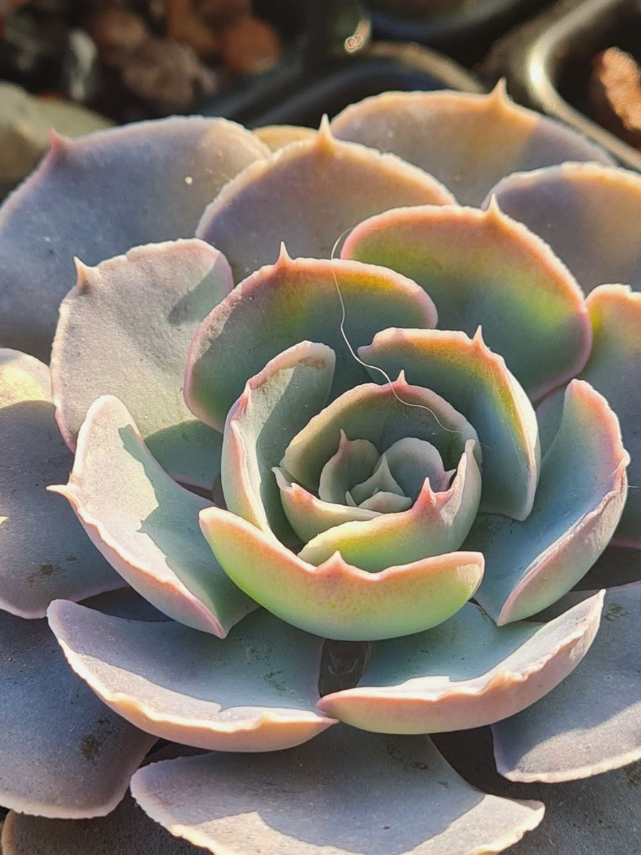 Echeveria Shaviana. Sunny kid | Succulent