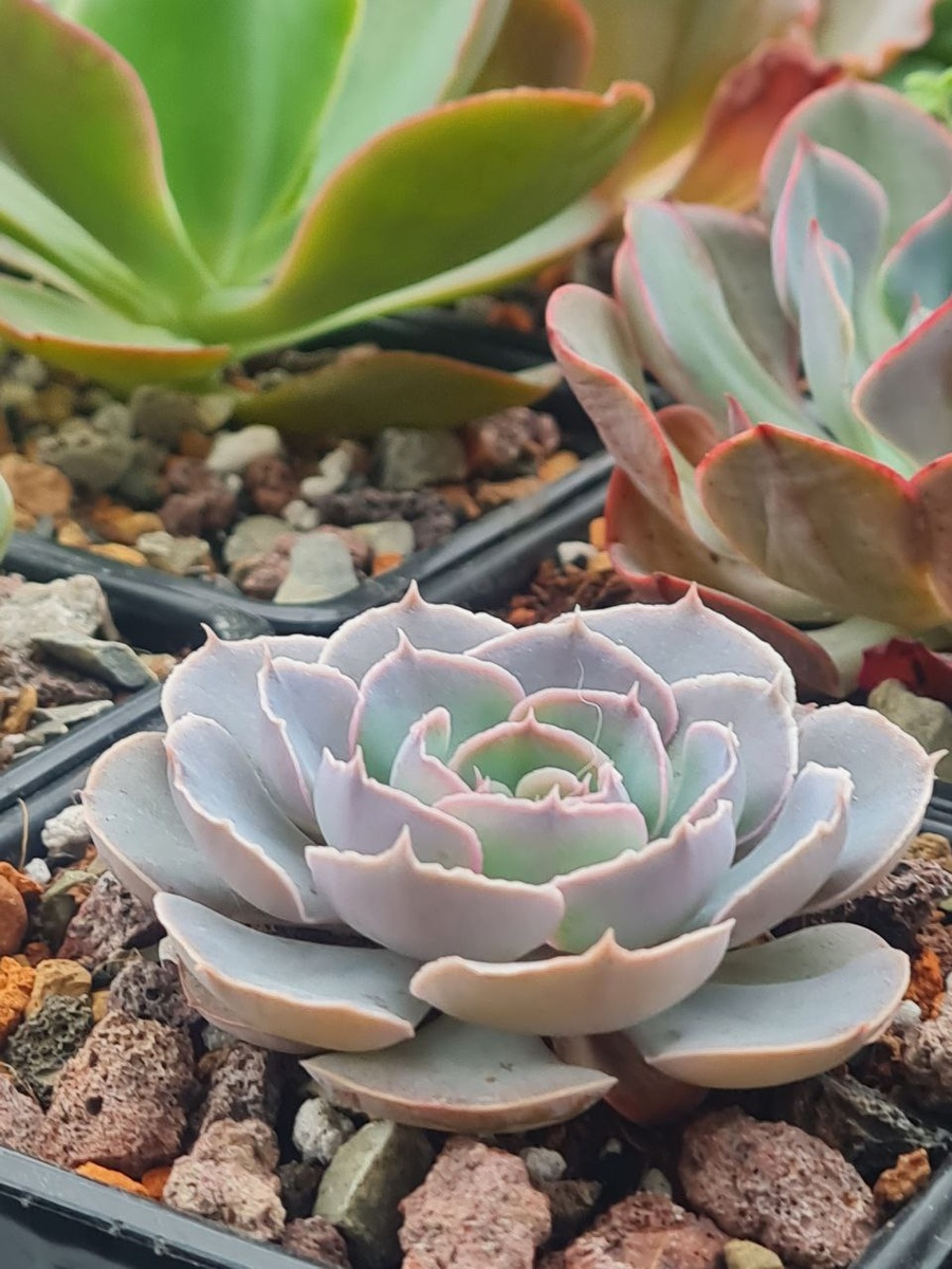 Echeveria Shaviana. Sunny kid | Succulent
