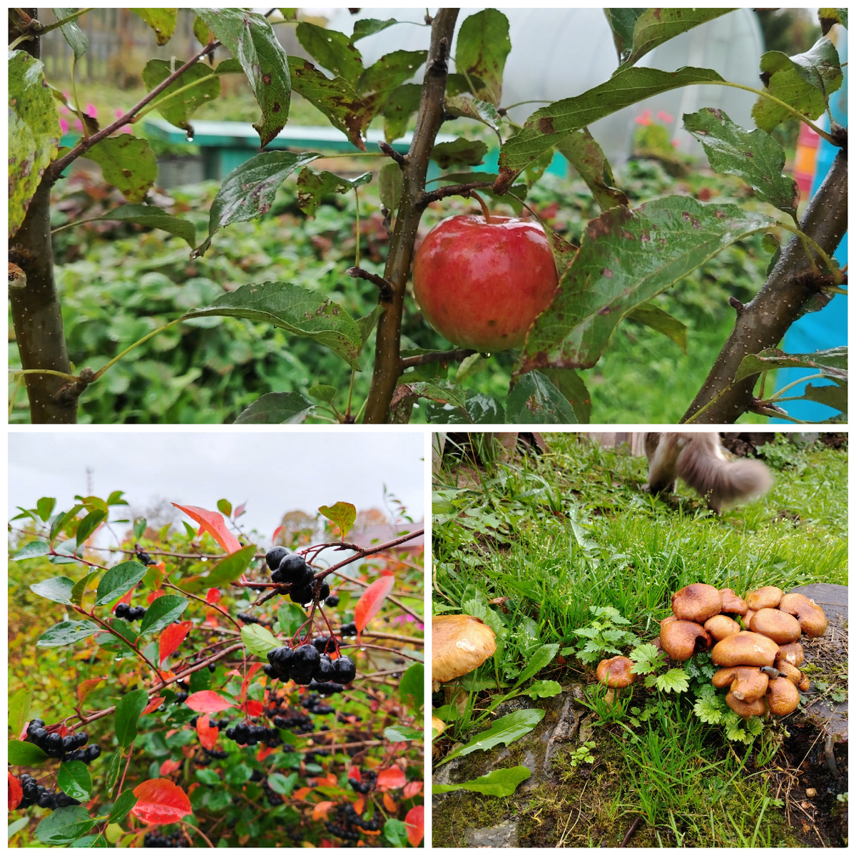 Снова опята, в этот раз уже размером побольше.