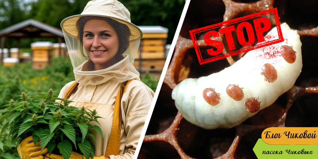 Жгучая крапива против клеща Варроа сопоставима по эффекту с муравьиной кислотой, но безопаснее для пчел.