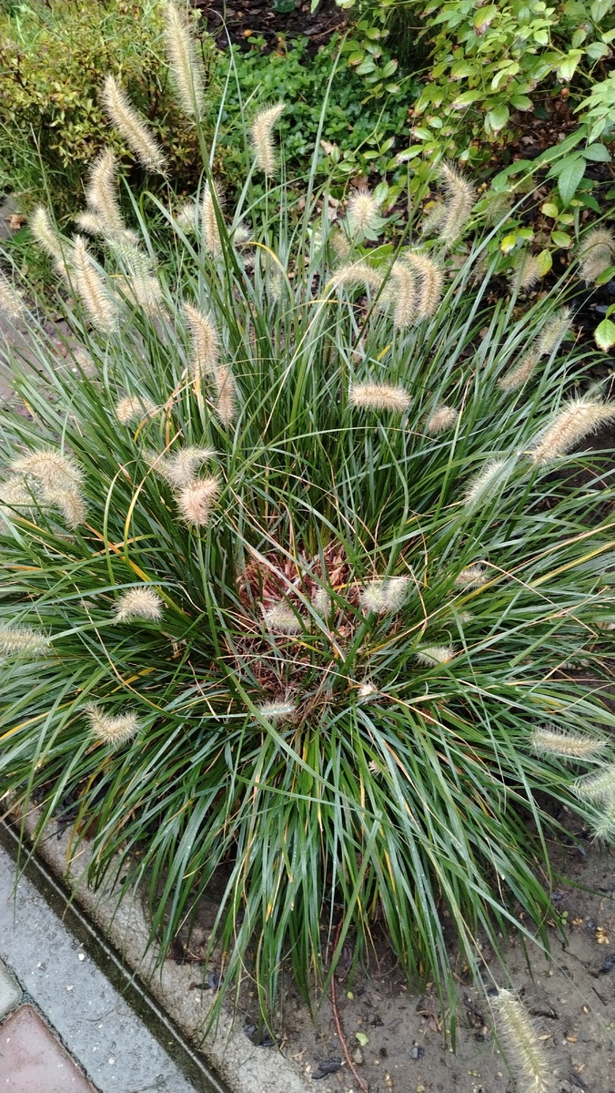 А так взглянешь: Плюнула на плешь ему и послала к лешему! 