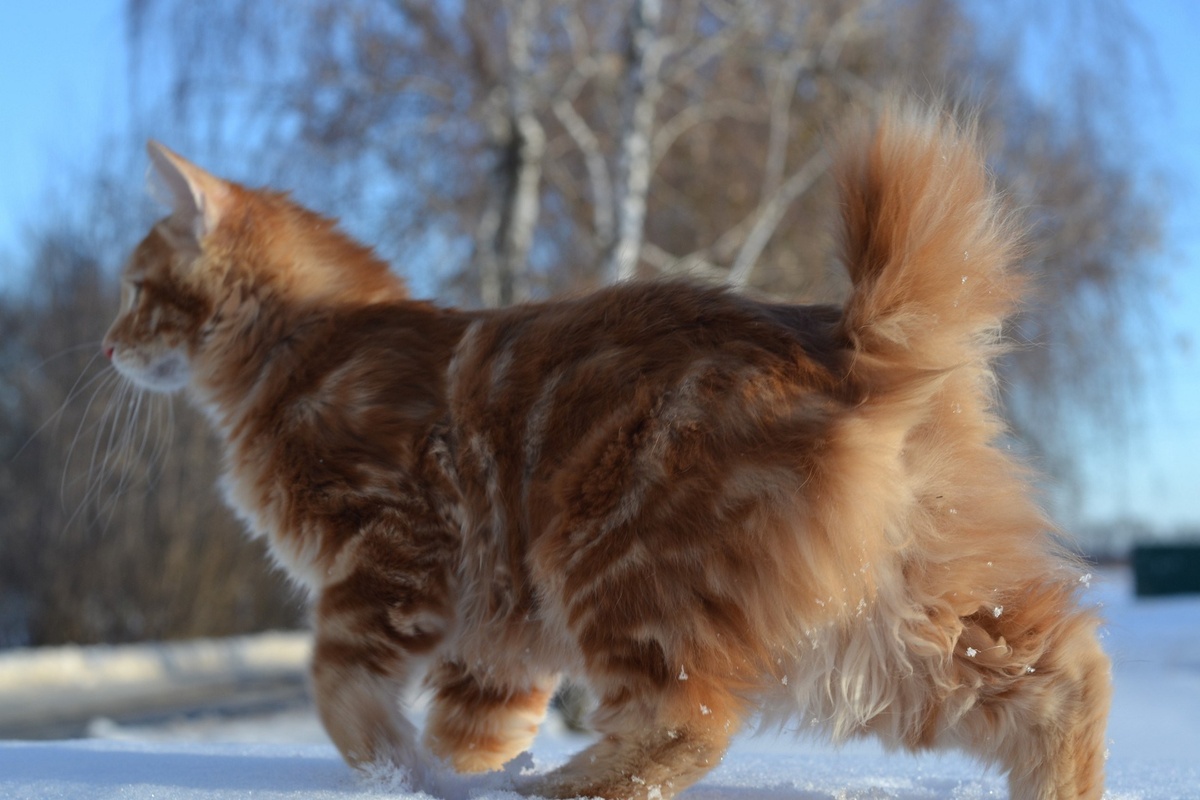 Фото с сайта: https://koshka.top/5352-kurilskij-bobtejl-v-dikoj-prirode.html
