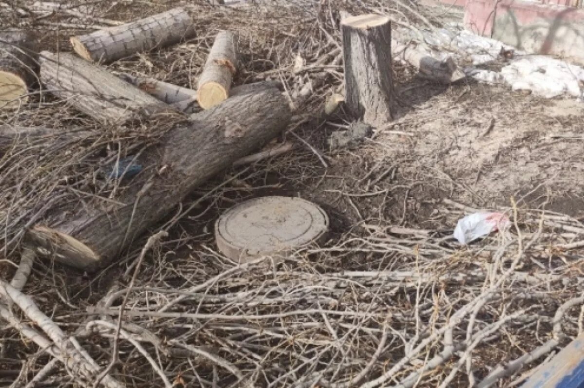    Новосибирскому управлению Росимущества приказали вывезти 5 тысяч деревьев