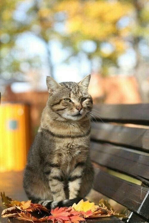 иллюстрация из яндекс картинки.