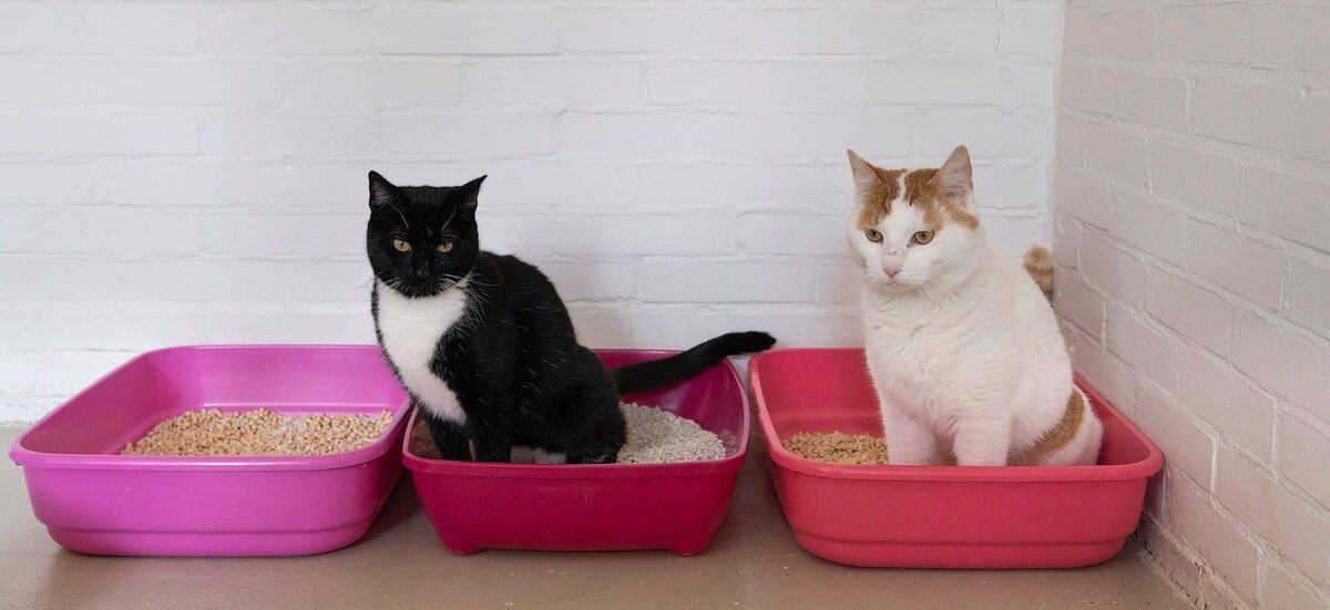    Как такие серьёзные мужчины могут не иметь собственный горшок!? Источник изображения: lapkins.ru