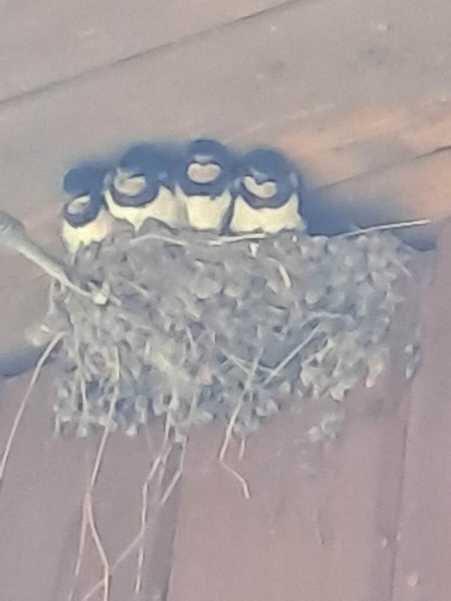 Гнездо ласточек над моей верандой.