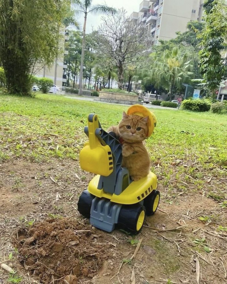    «Я сейчас так туалет себе накопаю, вот увидите!»