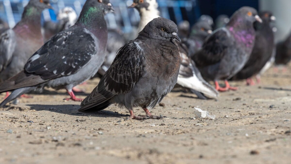    Фото: Фёдор Воронов/«Ямал-Медиа»
