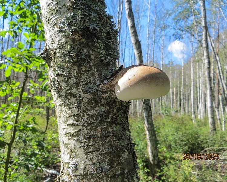     В Курской области за один день нашли 70 видов грибов