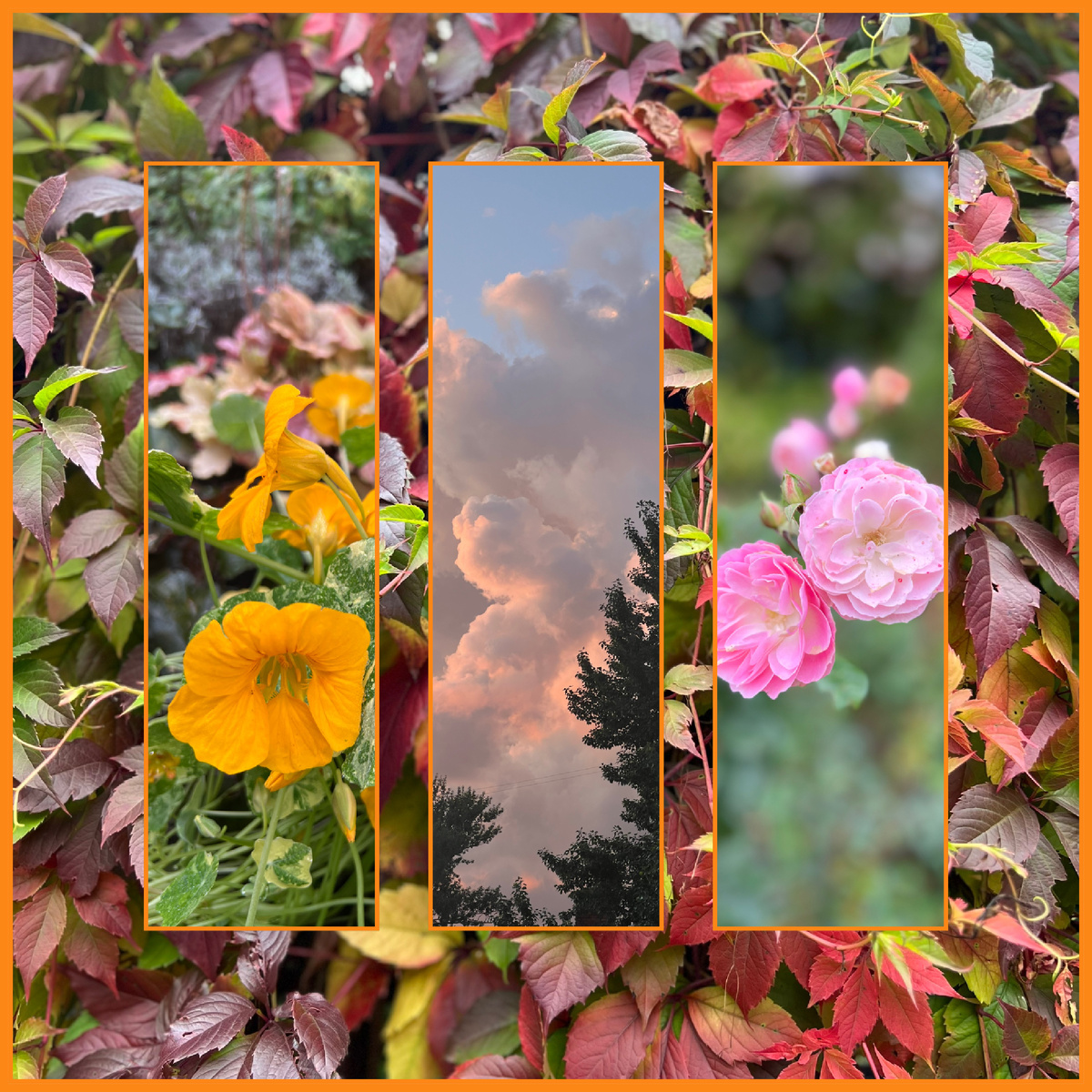 Коллаж автора ( фото автора)