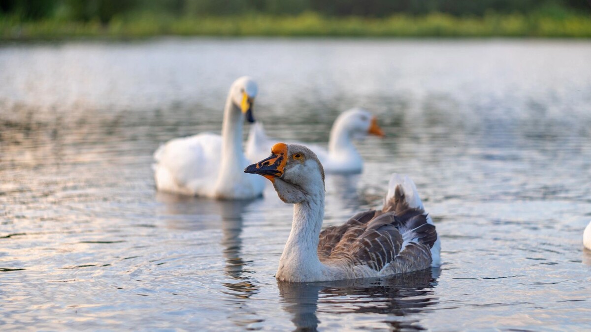    Фото: Сергей Зубков / «Ямал-Медиа»