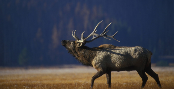 Можно лишь гадать, как сложится судьба оленей на государственной земле / Фото: pxhere.com