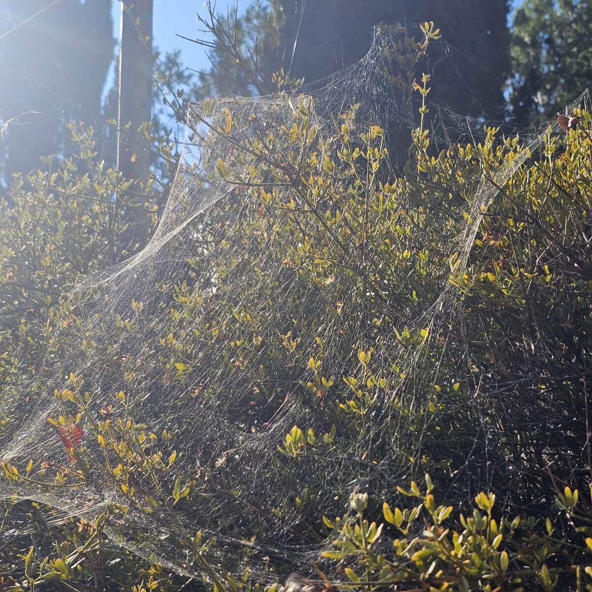 Крым. После дождя... (Фото автора)