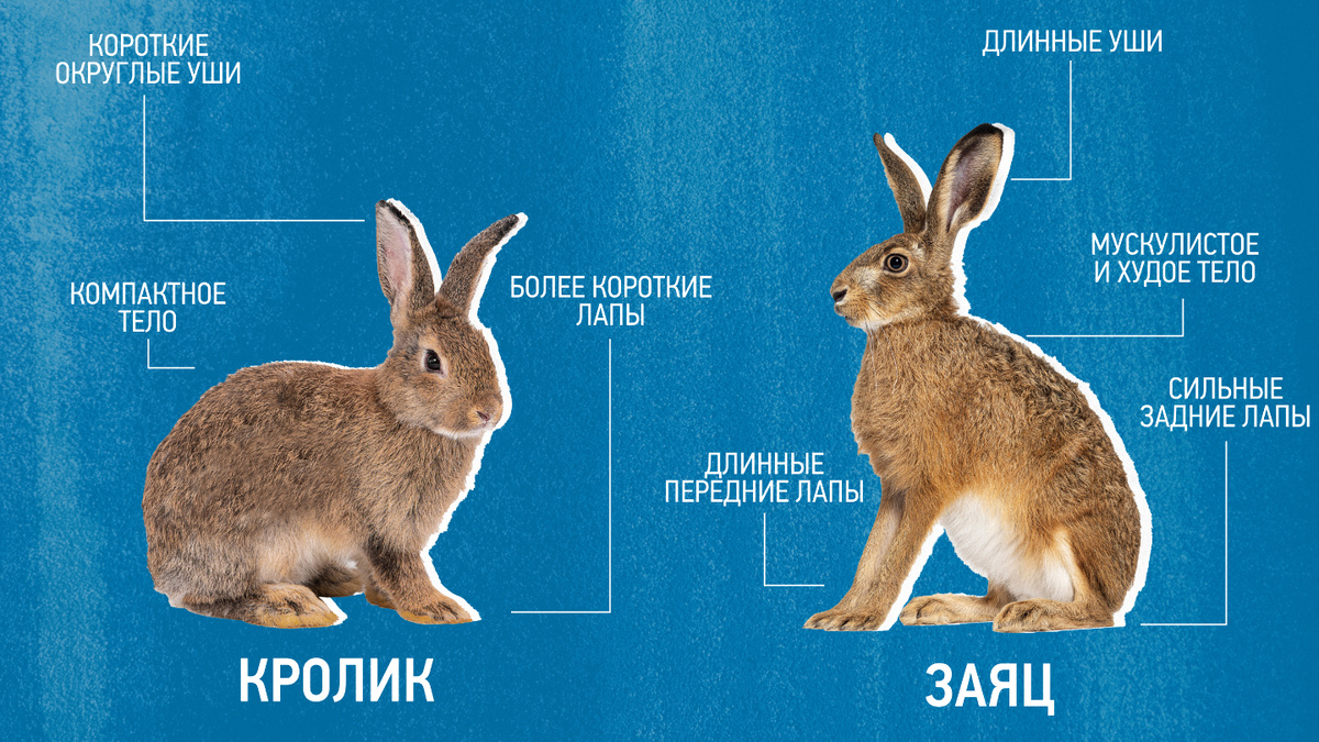     Фото: Моя Планета У кроликов более компактное тело и короткие уши, чем у зайца