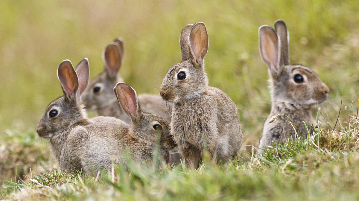     Фото: William Booth/Shutterstock/FOTODOM Почти все виды кроликов (кроме американского) живут в норах большими семьями, отстраивая под землей многоэтажные города с множеством выходов