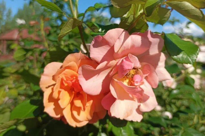    Фото:Виктория Андреева