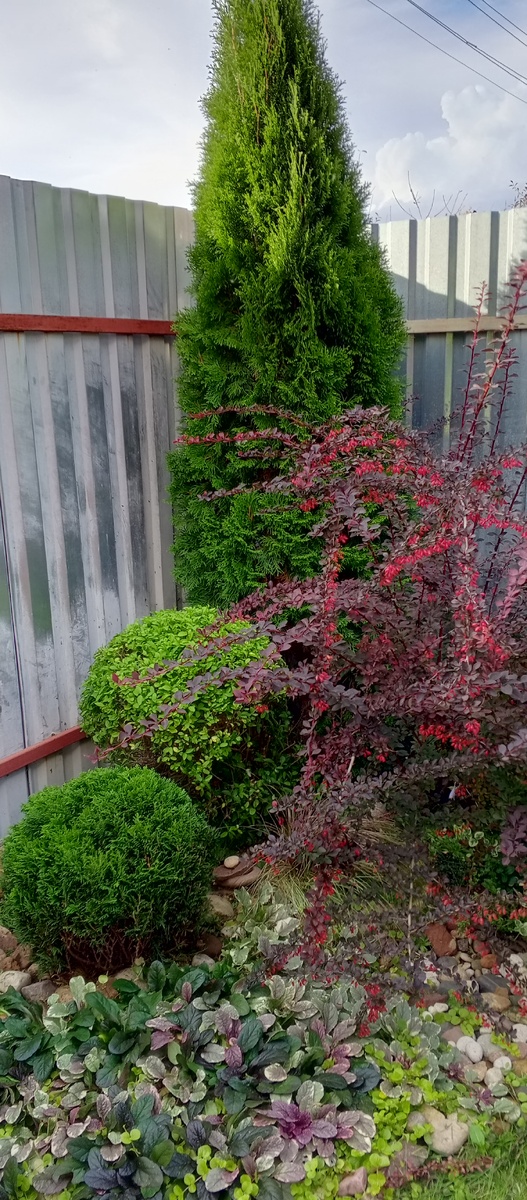 мой Барбарисик) фото 2025г.