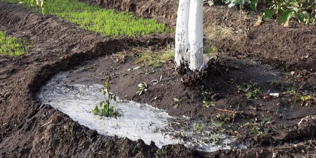 Перечень садово-огородных дел в октябре. Ошибки, которые совершают дачники осенью