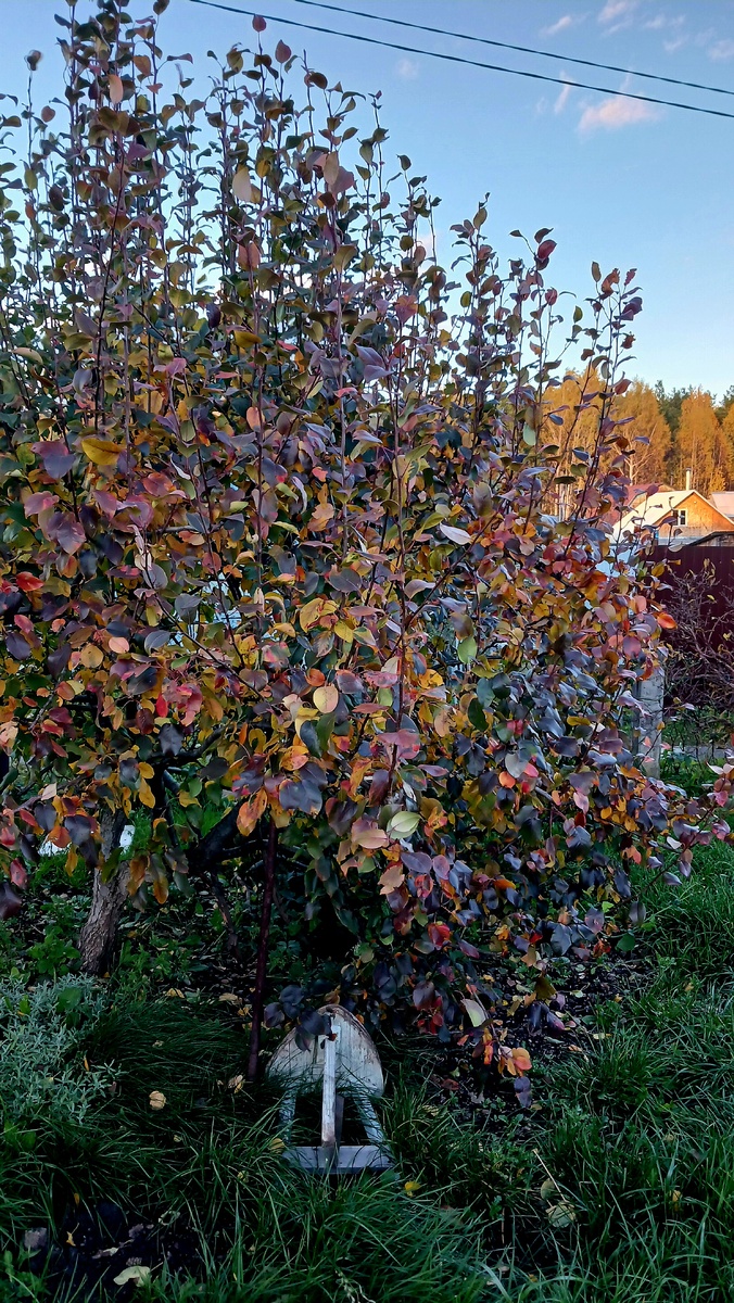 "Доброе утро, мир! Ты прекрасен!" Фото автора