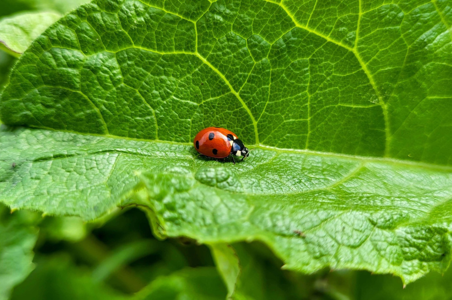    Shutterstock/FOTODOM