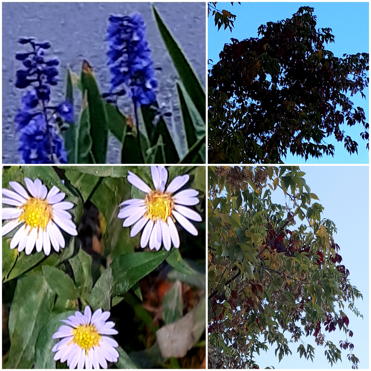 Фото автора 26.09.2025г.