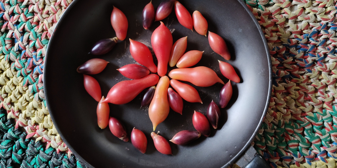 Лучший томат 2025