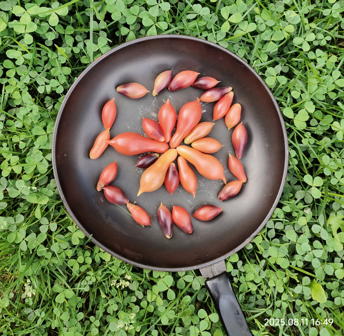 Натюрморт дачный.