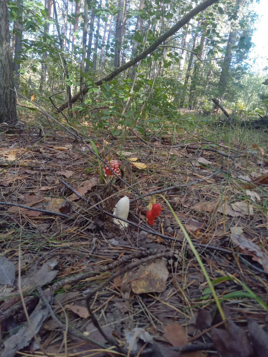 Классика жанра - "красноармейцы"-мухоморчики🙂