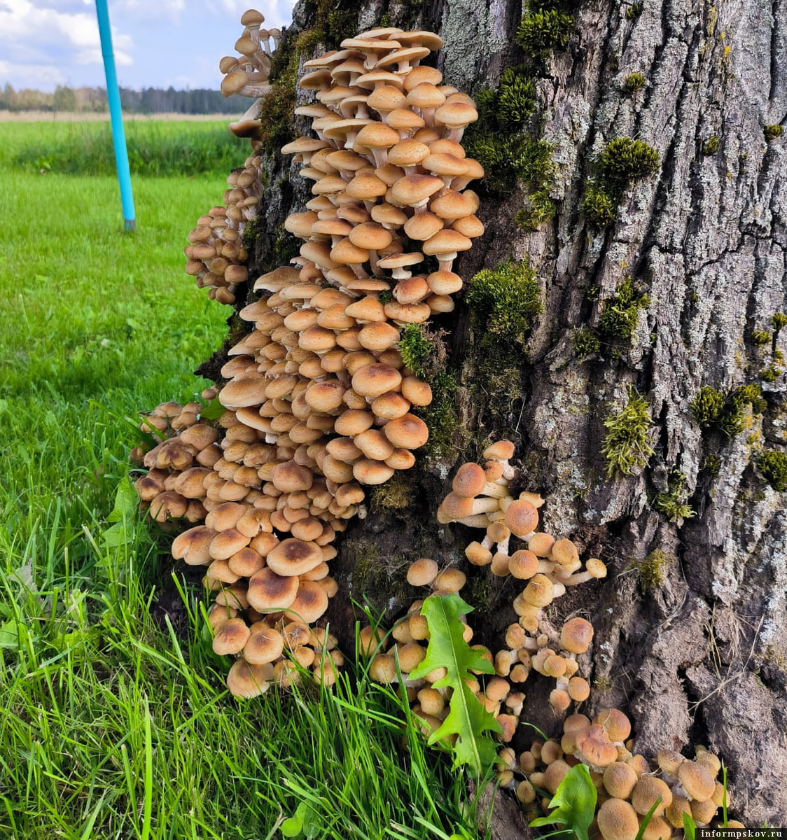 Фото: Aleksandra Aleksa