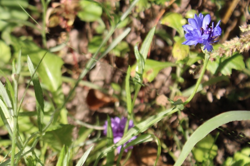 Цветение однолетнего василька