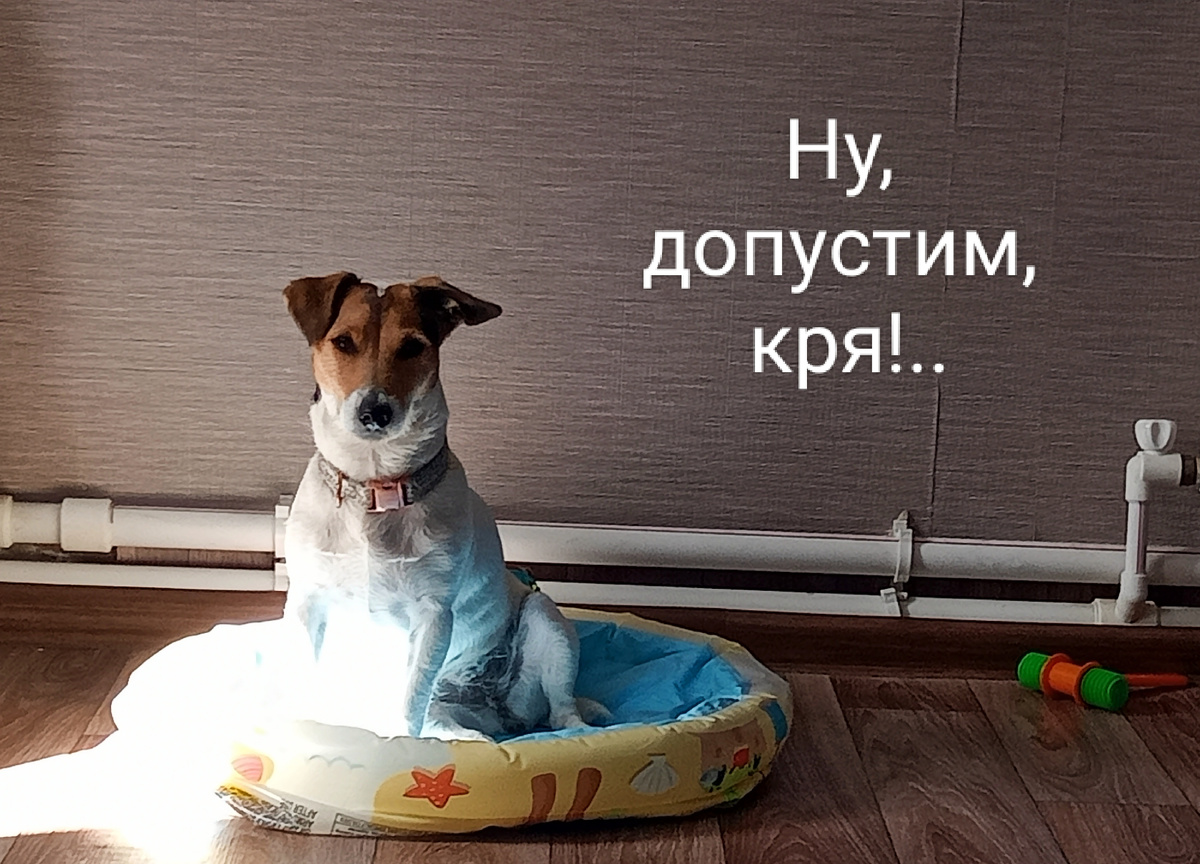 Водоплавающее