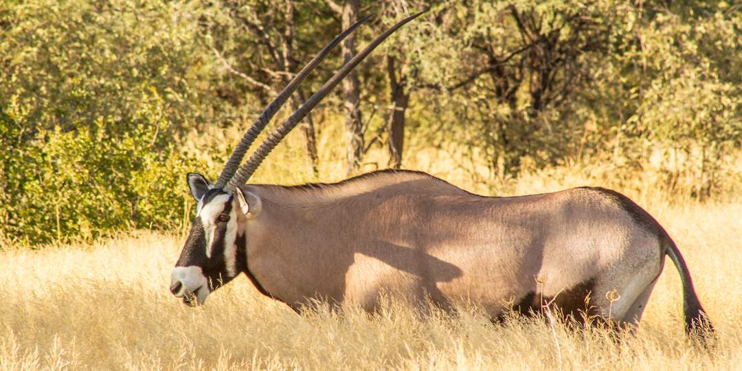 Намибия: Орикс - пустынная антилопа