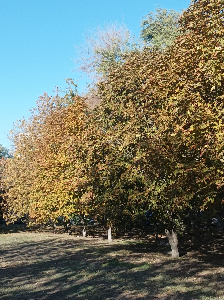 В Ростове-Дону каштаны растут практически везде
