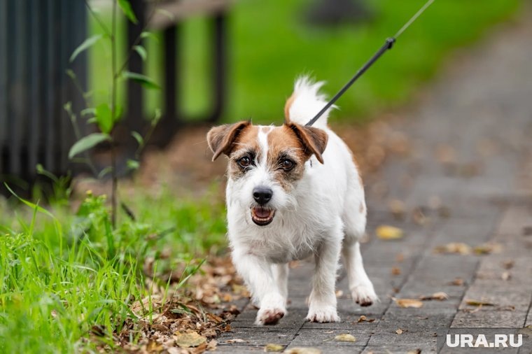    Сердечные заболевания у собак делятся на врожденные и приобретенные