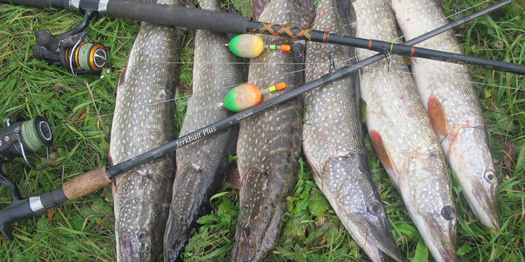 Щуки, щуки, щуки... Надоело...